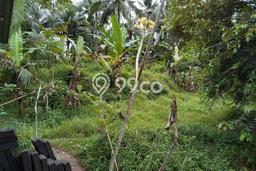 Tanah Dijual Area Strategis di Kemenuh Gianyar 1010m2 Tanah Dijual Area Strategis di Kemenuh Gianyar 1010m2