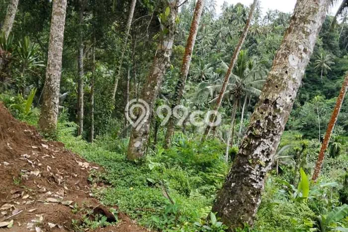 Tanah Dijual Lokasi Payangan Gianyar SHM Tanah Dijual Lokasi Payangan Gianyar SHM