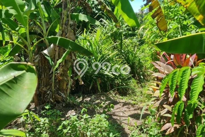 Kavling Tanah untuk Dijual di Kemenuh, Gianyar, Luas 1260m2 Kavling Tanah untuk Dijual di Kemenuh, Gianyar, Luas 1260m2