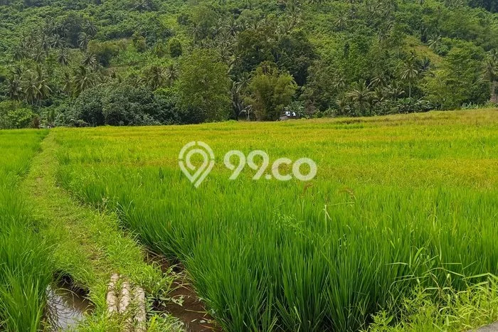 Tanah Dijual Lokasi Kauditan, Minahasa Utara dengan Luas Tanah 1876m2 dan Status - Tanah Dijual Lokasi Kauditan, Minahasa Utara dengan Luas Tanah 1876m2 dan Status -