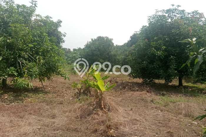 Tanah Strategis Dijual di Kertajati Majalengka 15000m2 Tanah Strategis Dijual di Kertajati Majalengka 15000m2