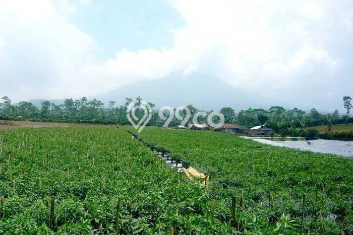 Lahan Kosong Dijual di Cianjur, Cianjur, Luas 60000m2 Area Strategis Lahan Kosong Dijual di Cianjur, Cianjur, Luas 60000m2 Area Strategis