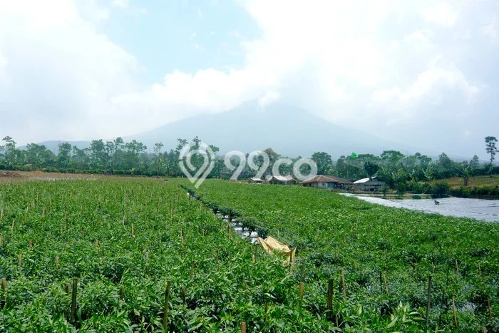 Lahan Kosong Dijual di Cianjur, Cianjur, Luas 60000m2 Area Strategis Lahan Kosong Dijual di Cianjur, Cianjur, Luas 60000m2 Area Strategis