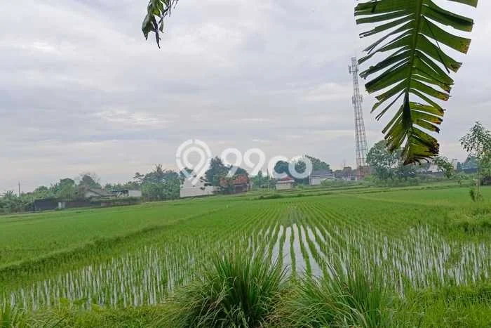 Tanah Strategis Dijual di Godean Sleman 1170m2 Tanah Strategis Dijual di Godean Sleman 1170m2