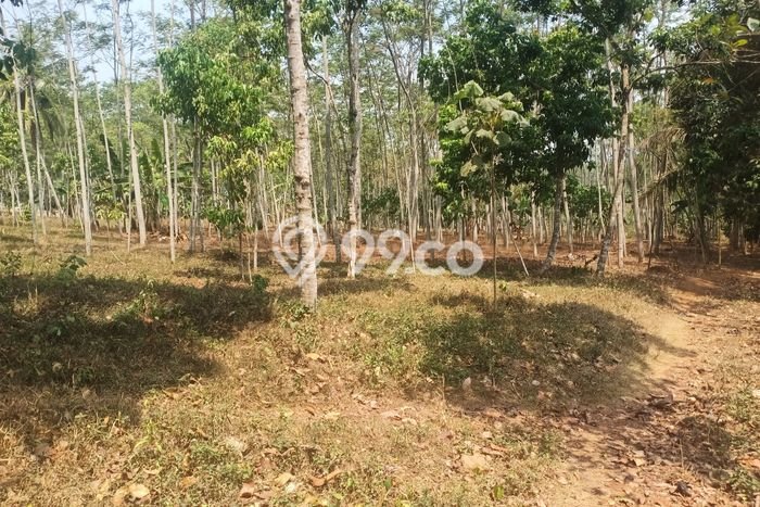 Tanah Dijual Lokasi Banyuputih, Batang Luas 50000m2 Legalitas Aman Tanah Dijual Lokasi Banyuputih, Batang Luas 50000m2 Legalitas Aman