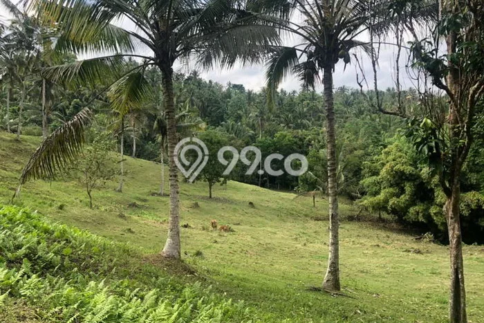 Tanah Kavling Dijual di Tabanan dengan Spesifikasi 24000m2 Tanah Kavling Dijual di Tabanan dengan Spesifikasi 24000m2