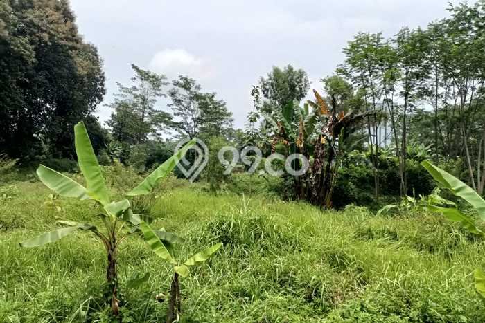 Untuk Dijual Tanah di Batang Batang Luas 65000m2 - Untuk Dijual Tanah di Batang Batang Luas 65000m2 -