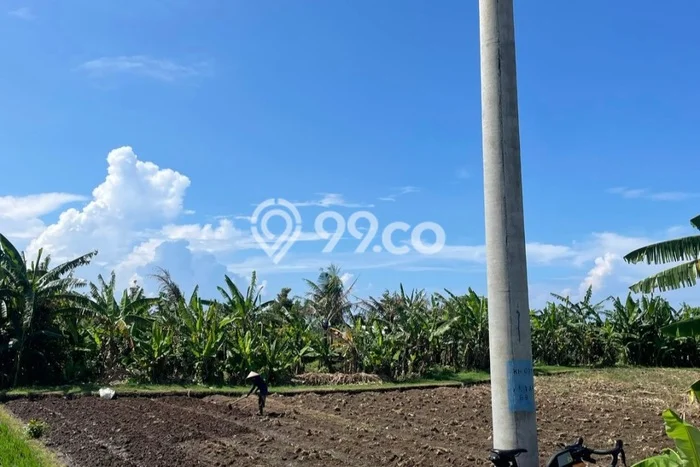 Untuk Dijual Tanah di Kerambitan Tabanan Luas 500m2 SHM Untuk Dijual Tanah di Kerambitan Tabanan Luas 500m2 SHM