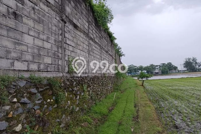 Tanah di Kertosono, Nganjuk Luas 75000m2 Dijual Segera Tanah di Kertosono, Nganjuk Luas 75000m2 Dijual Segera