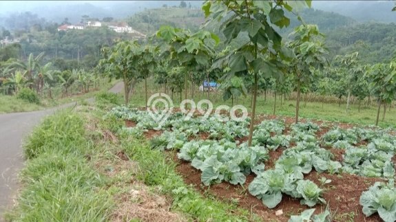 Tanah untuk Dijual di Lemahsugih Majalengka Luas 370000m2 Tanah untuk Dijual di Lemahsugih Majalengka Luas 370000m2