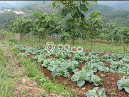 Tanah untuk Dijual di Lemahsugih Majalengka Luas 370000m2 Tanah untuk Dijual di Lemahsugih Majalengka Luas 370000m2