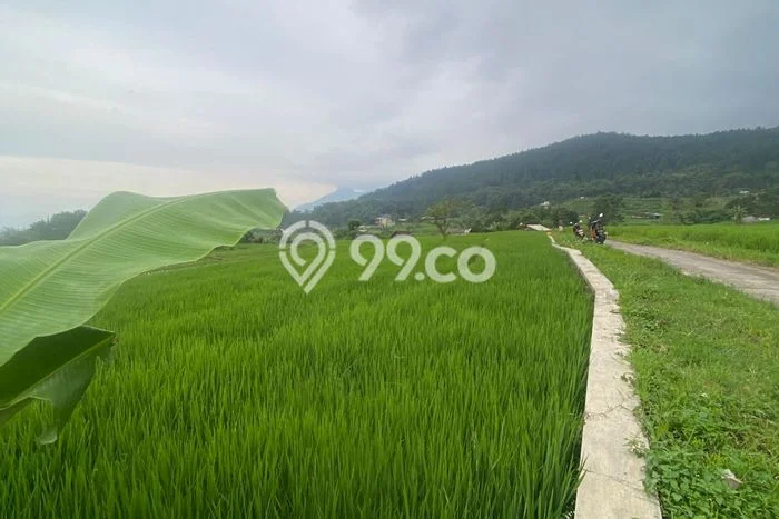 Untuk Dijual Tanah di Pacet Mojokerto Luas 1665m2 SHM Untuk Dijual Tanah di Pacet Mojokerto Luas 1665m2 SHM