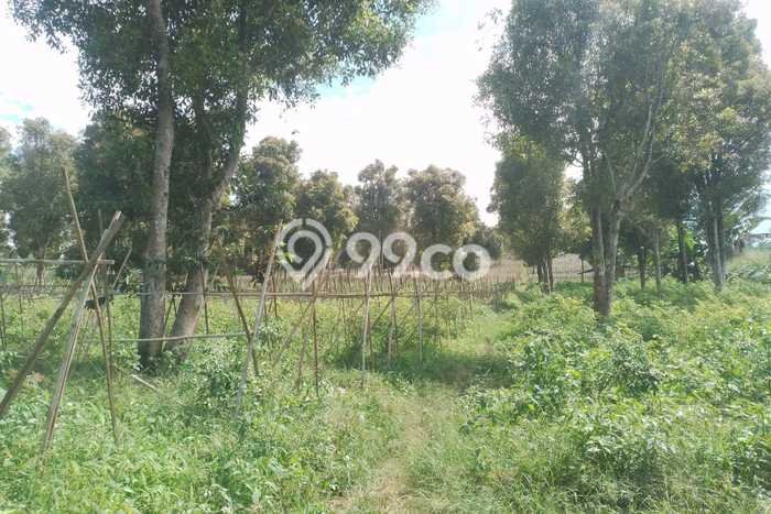 Tanah Dijual Lokasi Sukaraja Sukabumi SHM Tanah Dijual Lokasi Sukaraja Sukabumi SHM