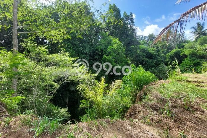 Tanah Dijual Lokasi Payangan, Gianyar Luas 1000m2 Legalitas Aman Tanah Dijual Lokasi Payangan, Gianyar Luas 1000m2 Legalitas Aman