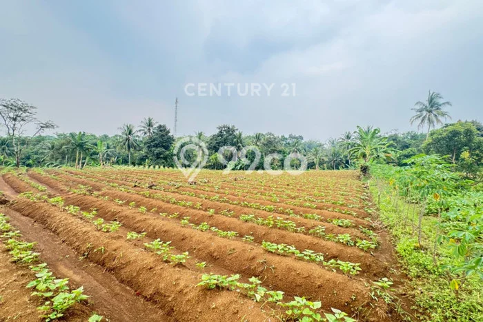Tanah Kavling untuk Dijual di Ciampea Bogor 3400m2 Tanah Kavling untuk Dijual di Ciampea Bogor 3400m2
