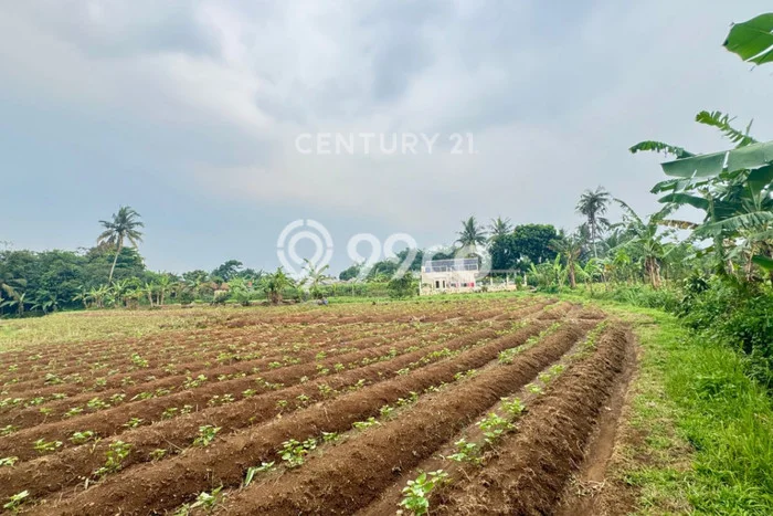 Tanah Kavling untuk Dijual di Ciampea Bogor 3400m2 Tanah Kavling untuk Dijual di Ciampea Bogor 3400m2