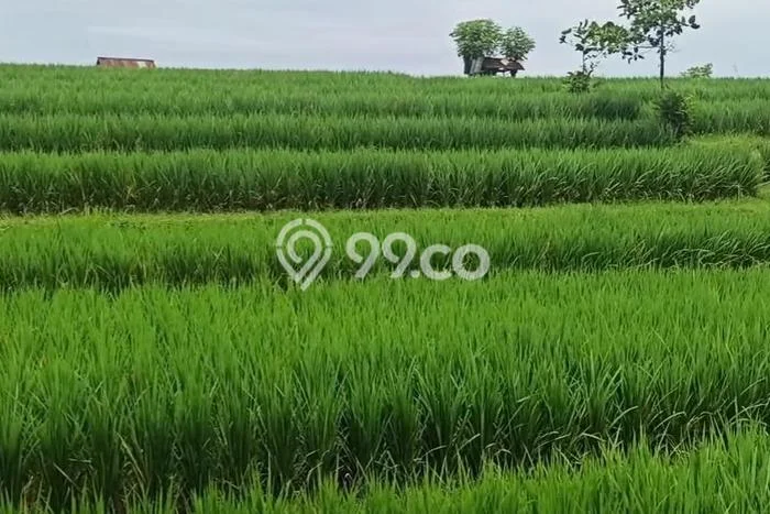 BEST PRICE! Rumah di Mengwi, Dekat Pusat Kota, 3 KT, Luas 90m² Bangunan 85m² BEST PRICE! Rumah di Mengwi, Dekat Pusat Kota, 3 KT, Luas 90m² Bangunan 85m²