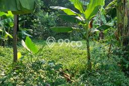 Tanah Komersial Dijual di Sawangan Depok 833m2 Tanah Komersial Dijual di Sawangan Depok 833m2
