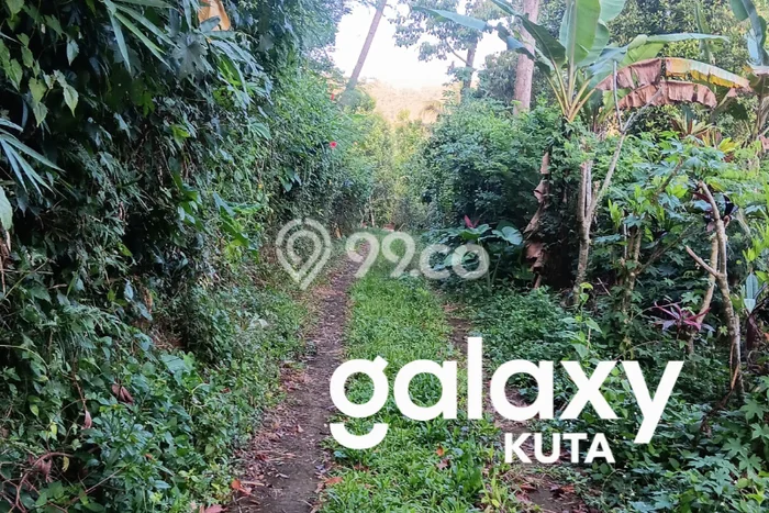 Dijual Tanah Lokasi Sekumpul, Buleleng Seluas 6000m2 Dijual Tanah Lokasi Sekumpul, Buleleng Seluas 6000m2