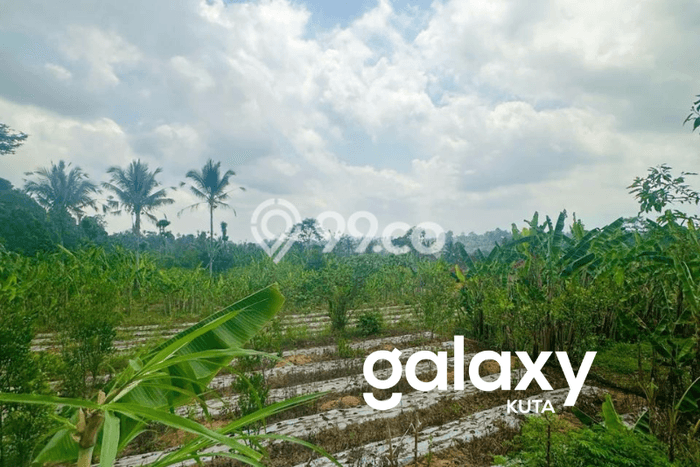 Kavling Tanah di Payangan Dijual Luas 3420m2 Legalitas SHM Kavling Tanah di Payangan Dijual Luas 3420m2 Legalitas SHM