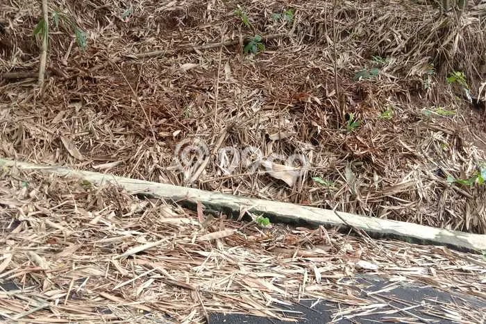 Kavling Tanah Dijual di Mojogedang Karanganyar Spesifikasi 675m2 Kavling Tanah Dijual di Mojogedang Karanganyar Spesifikasi 675m2