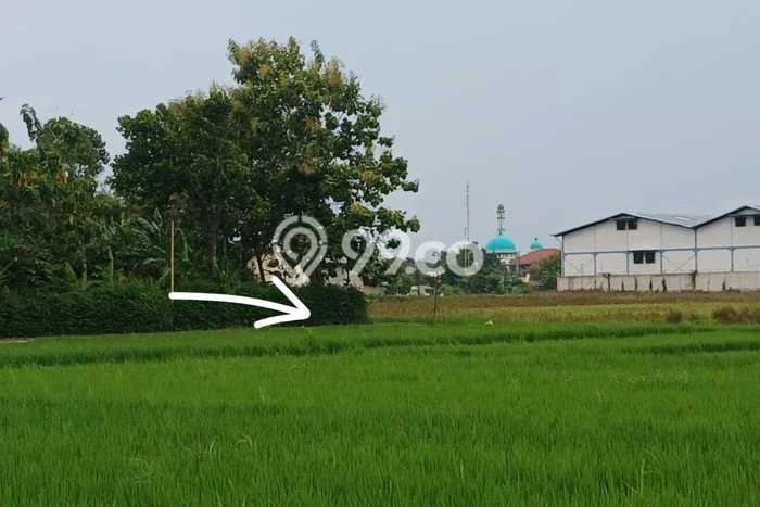 Lahan Investasi Lokasi Kebakkramat Karanganyar SHM Lahan Investasi Lokasi Kebakkramat Karanganyar SHM