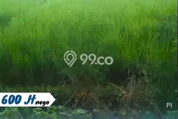 Tanah di Tasikmadu, Karanganyar Luas 1800m2 Dijual Segera Tanah di Tasikmadu, Karanganyar Luas 1800m2 Dijual Segera