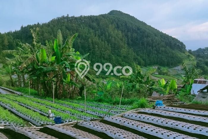 Untuk Dijual Tanah di Tawangmangu Karanganyar Luas 700m2 SHM Untuk Dijual Tanah di Tawangmangu Karanganyar Luas 700m2 SHM