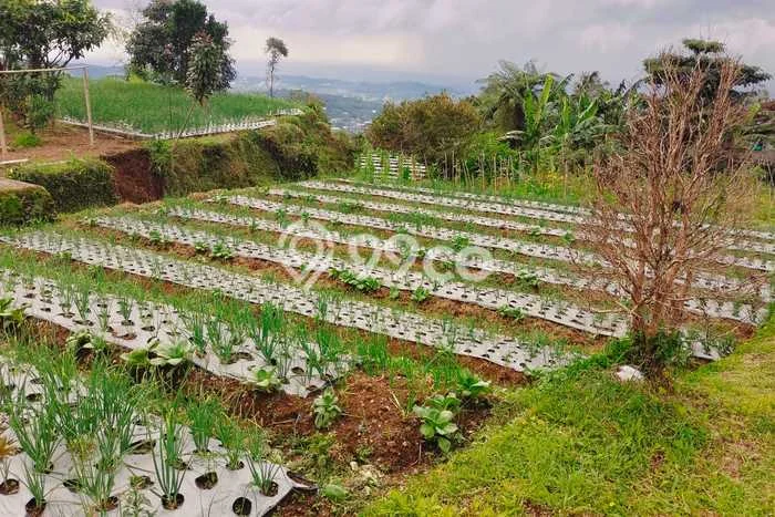 Dijual Tanah di Ngargoyoso Karanganyar Luas 254m2 SHM Dijual Tanah di Ngargoyoso Karanganyar Luas 254m2 SHM