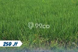 Tanah Komersial Dijual di Kebakkramat Karanganyar 1155m2 Tanah Komersial Dijual di Kebakkramat Karanganyar 1155m2