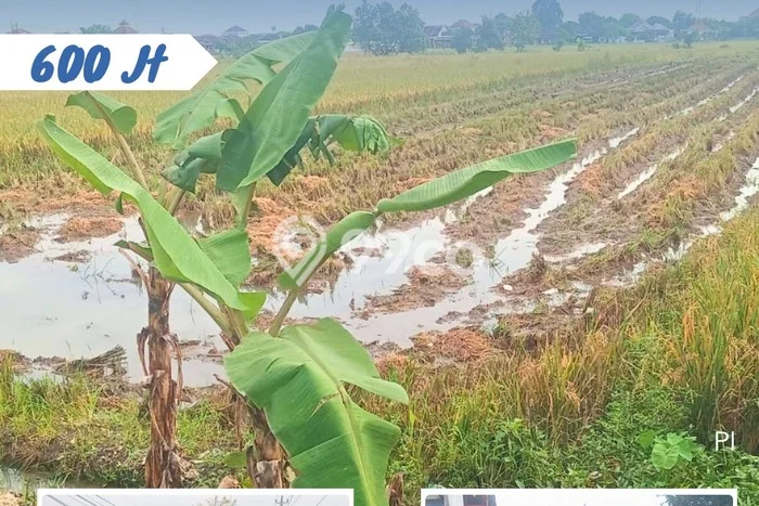 Kavling Tanah Dijual di Kebakkramat Karanganyar Spesifikasi 1354m2 Kavling Tanah Dijual di Kebakkramat Karanganyar Spesifikasi 1354m2