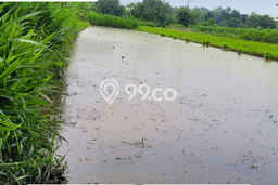 Lahan untuk Dijual Lokasi Berbah, Sleman Luas 1007m2 SHM Lahan untuk Dijual Lokasi Berbah, Sleman Luas 1007m2 SHM