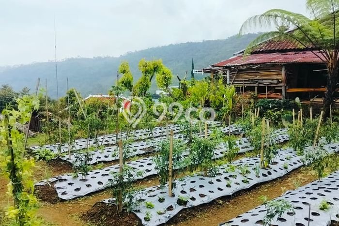 Lahan Investasi Lokasi Ngargoyoso Karanganyar SHM Lahan Investasi Lokasi Ngargoyoso Karanganyar SHM