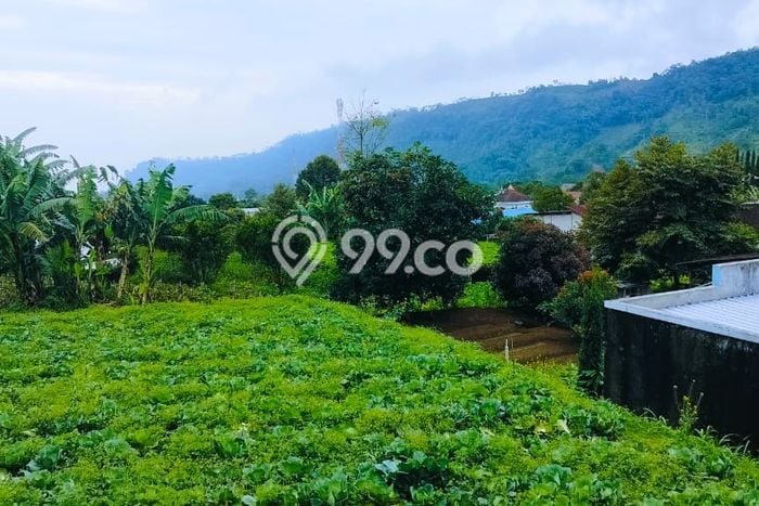 Lahan Investasi Lokasi Ngargoyoso Karanganyar SHM Lahan Investasi Lokasi Ngargoyoso Karanganyar SHM