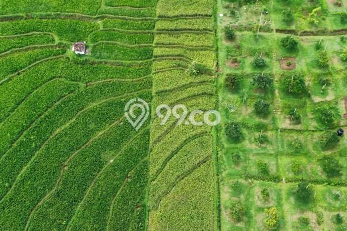 Tanah Kavling untuk Dijual di Karangpandan Karanganyar 1000m2 Tanah Kavling untuk Dijual di Karangpandan Karanganyar 1000m2