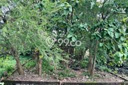 Tanah untuk Dijual Lokasi Pedurungan, Semarang Luas 250m2 SHM Tanah untuk Dijual Lokasi Pedurungan, Semarang Luas 250m2 SHM