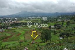 Dijual Tanah di Cipanas Cianjur Luas 2400m2 - Dijual Tanah di Cipanas Cianjur Luas 2400m2 -