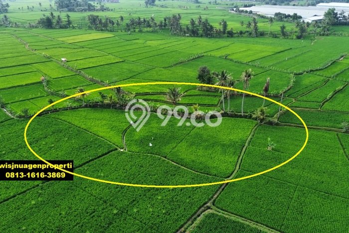 Tanah Kavling untuk Dijual di Sukaluyu Cianjur 1719m2 Tanah Kavling untuk Dijual di Sukaluyu Cianjur 1719m2