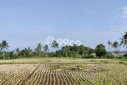 Lahan untuk Dijual di Cilaku Cianjur Luas 12600m2 Lahan untuk Dijual di Cilaku Cianjur Luas 12600m2
