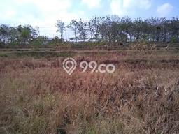 Dijual Tanah di Miri Sragen Luas 1545m2 SHM Dijual Tanah di Miri Sragen Luas 1545m2 SHM