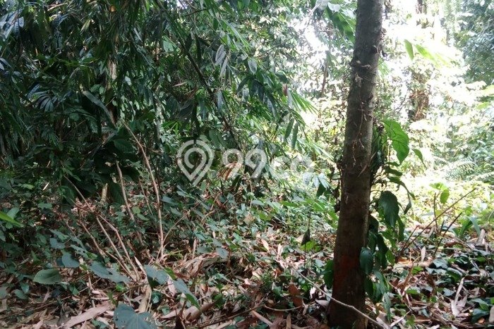 Tanah di Tigaraksa, Tangerang Luas 3100m2 Dijual Segera Tanah di Tigaraksa, Tangerang Luas 3100m2 Dijual Segera