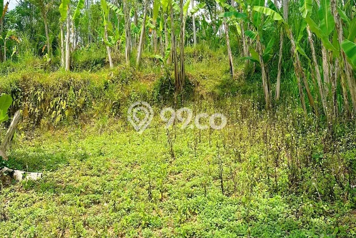 Lahan Investasi Lokasi Payangan Gianyar SHM Lahan Investasi Lokasi Payangan Gianyar SHM