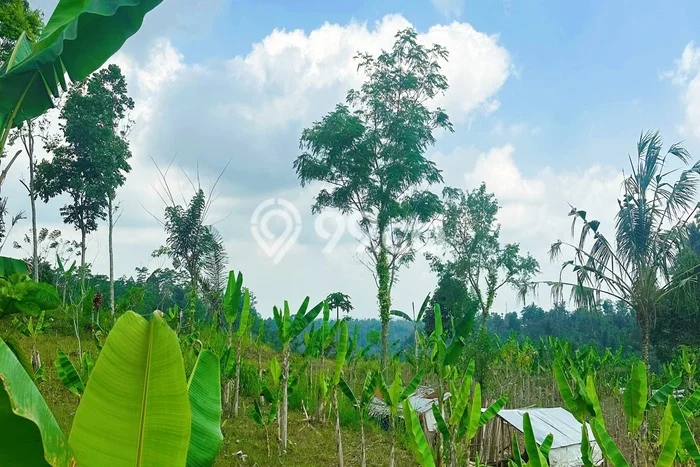 Lahan Investasi Lokasi Payangan Gianyar SHM Lahan Investasi Lokasi Payangan Gianyar SHM