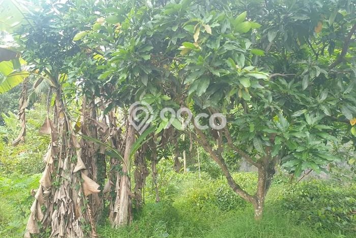 Lahan Strategis di Sokaraja Dijual dengan Luas 366m2 Lahan Strategis di Sokaraja Dijual dengan Luas 366m2