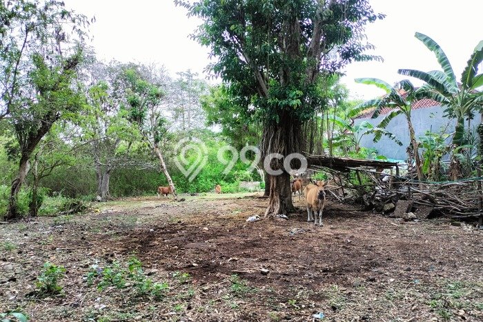 Jual Tanah Area Premium di Jimbaran, Luas 3080m², Ideal untuk Investasi Jual Tanah Area Premium di Jimbaran, Luas 3080m², Ideal untuk Investasi