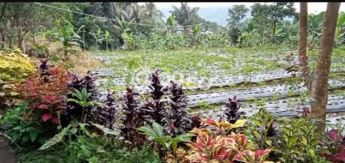 Tanah untuk Dijual di Cipanas Cianjur Luas 12500m2 Tanah untuk Dijual di Cipanas Cianjur Luas 12500m2