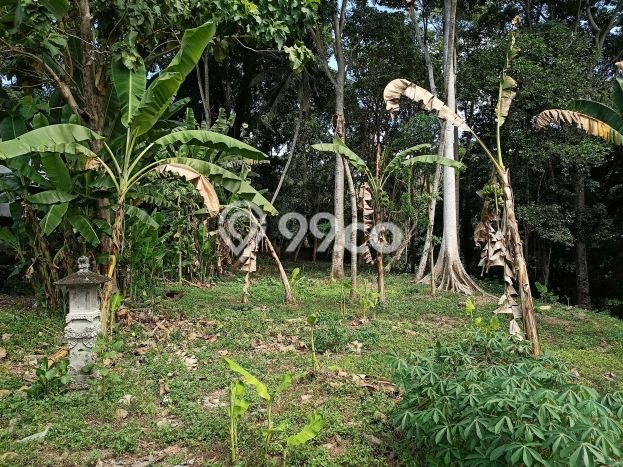 Tanah Investasi Dijual di Tabanan Punya Luas 3050m2 Tanah Investasi Dijual di Tabanan Punya Luas 3050m2