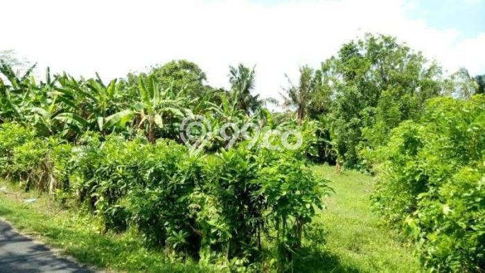 Tanah untuk Dijual Lokasi Selemadeg, Tabanan Luas 1075m2 SHM Tanah untuk Dijual Lokasi Selemadeg, Tabanan Luas 1075m2 SHM