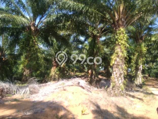 Kavling Tanah di Teras Terunjam Dijual Luas 4.25e+06m2 Legalitas - Kavling Tanah di Teras Terunjam Dijual Luas 4.25e+06m2 Legalitas -