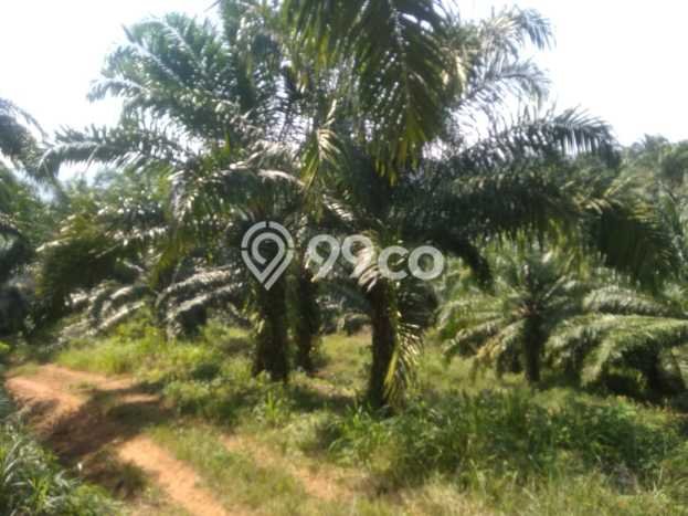 Kavling Tanah di Teras Terunjam Dijual Luas 4.25e+06m2 Legalitas - Kavling Tanah di Teras Terunjam Dijual Luas 4.25e+06m2 Legalitas -